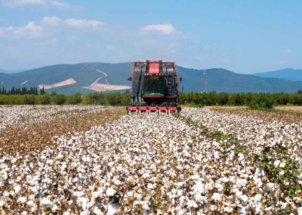 #4. Cotton